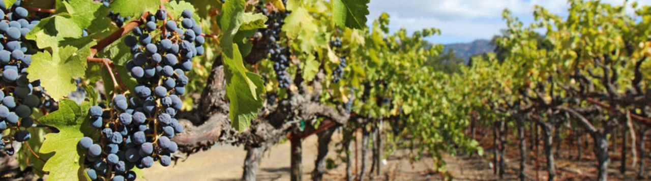 Parole de viticulteur : Presto® N améliore la qualité du bois