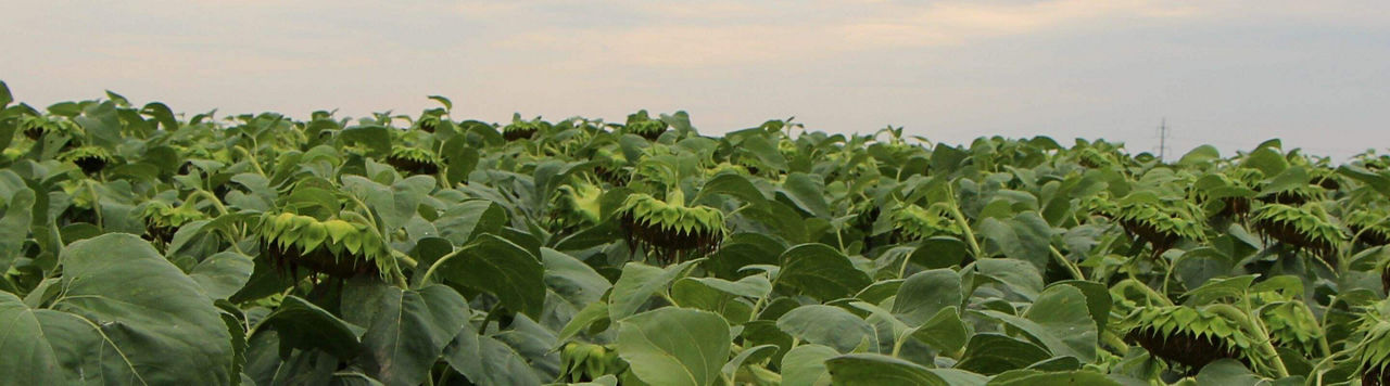 Désormais je réserverai mes bonnes terres à mes variétés de tournesol Protector ! », Patrice Fogiarino à Rabastens