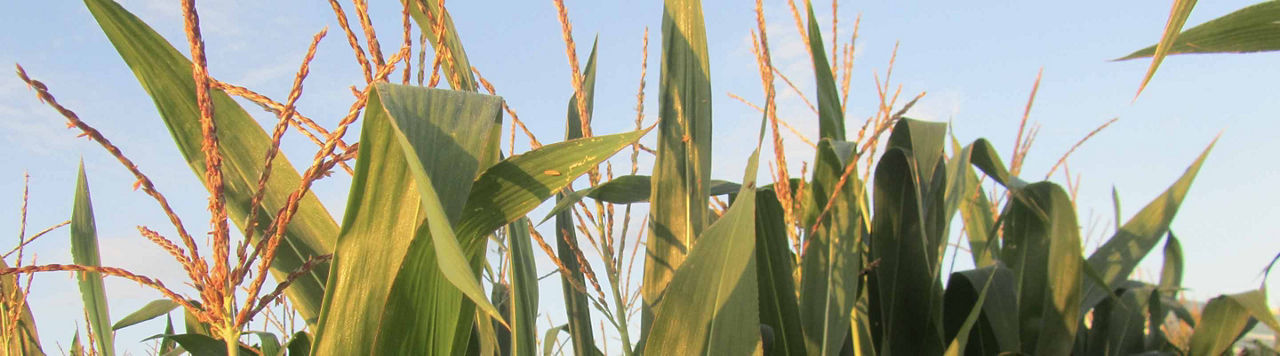 En 2025, je fais du maïs ?