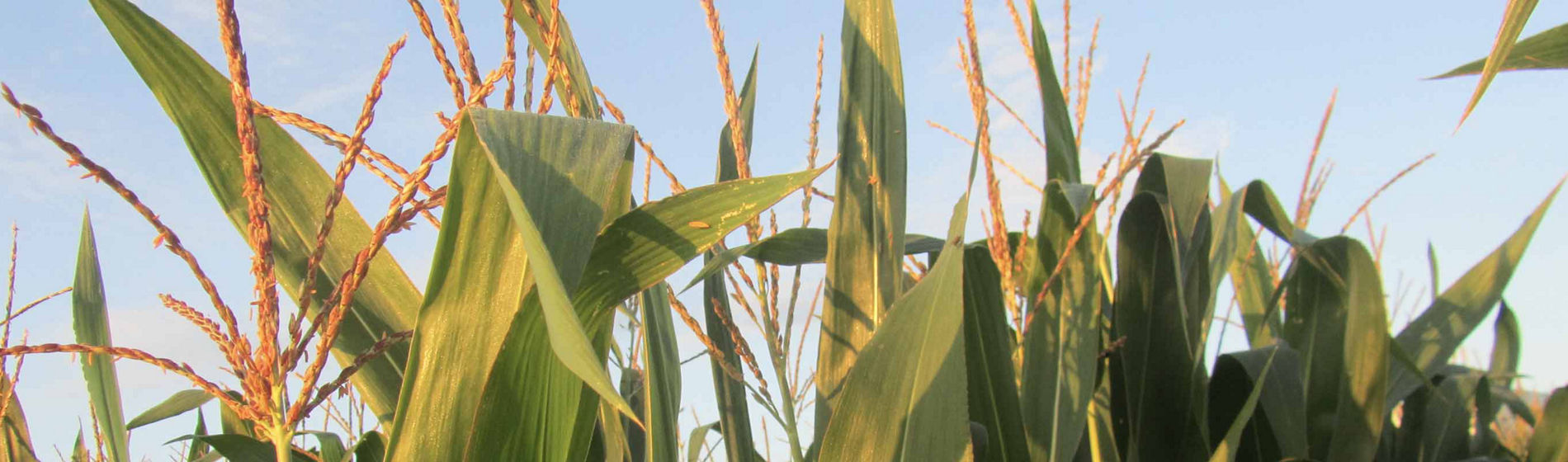 En 2025, je fais du maïs ?