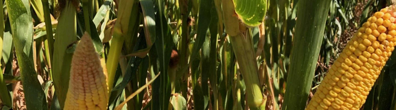 En quoi la génétique des maïs m3 est-elle une vraie avancée ?