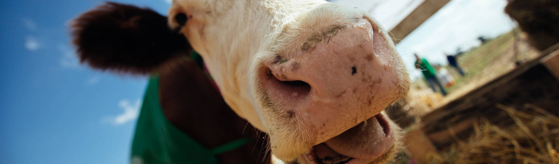 Engagement et solutions fourragères, Corteva Pioneer marque le Sommet de l’élevage