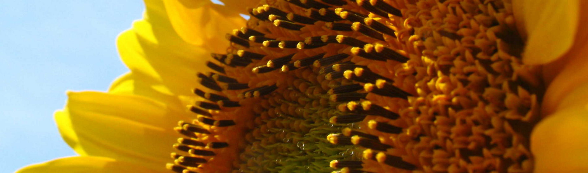 Un épisode de Tôt le matin dédié à la protection de semence du tournesol
