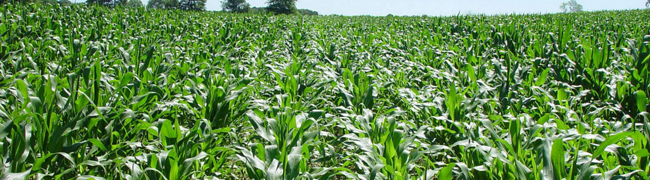 Est-ce que la pression des ravageurs est forte cette année ?