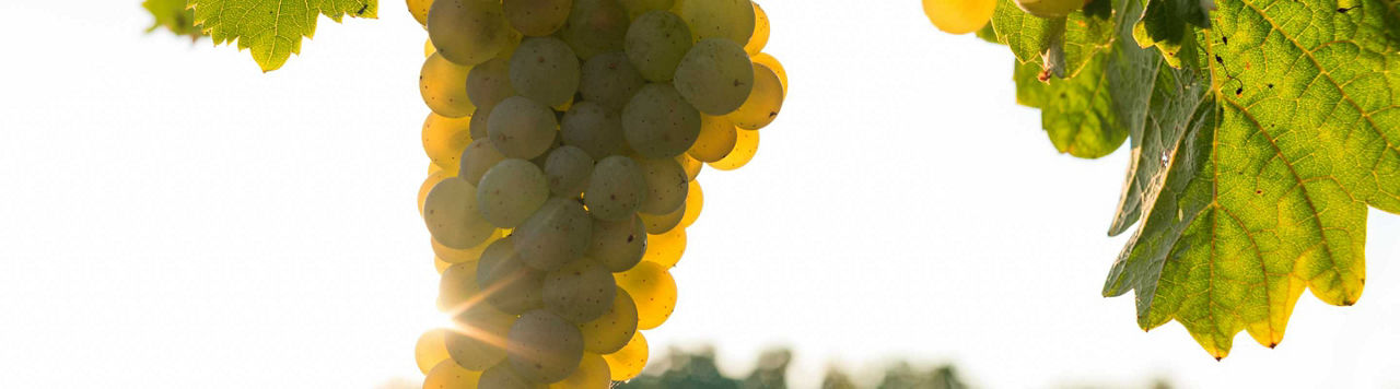 Les Estivales 2024 : cap sur les Biosolutions et l’approche combinatoire