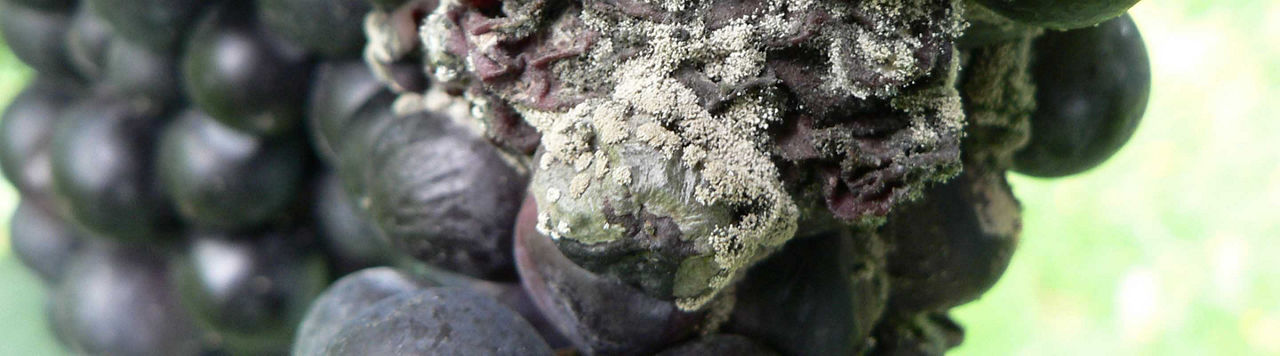 L’eugénol, une molécule d’importance contre le botrytis