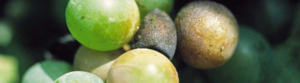 Face au Black Rot, comment protéger mes vignes ?