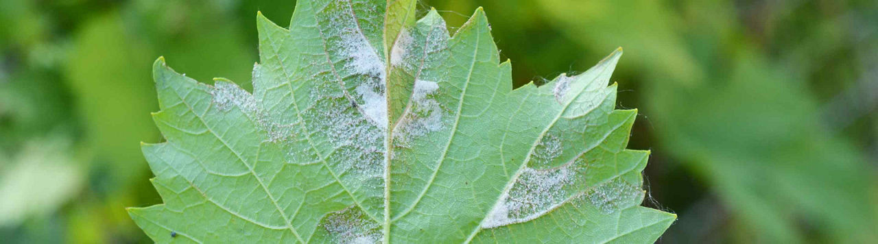 Face au mildiou de la vigne, comment se protéger ?  