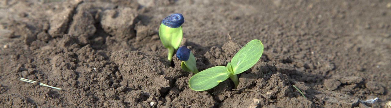 Face aux pigeons et corbeaux, décryptez les solutions accessibles