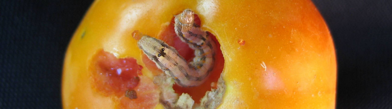 Fait marquant 2024 : la pression heliothis sur tout le territoire