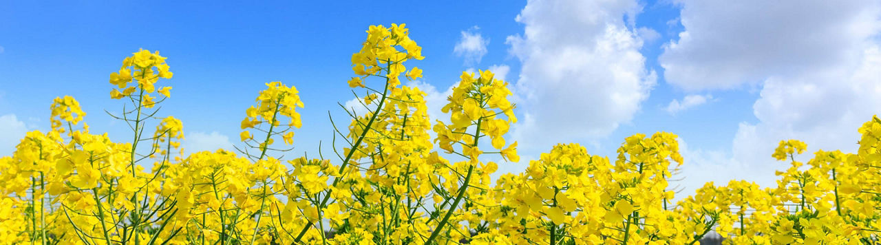 Faites le point sur les résultats 2024 et prévisions 2025 du colza !