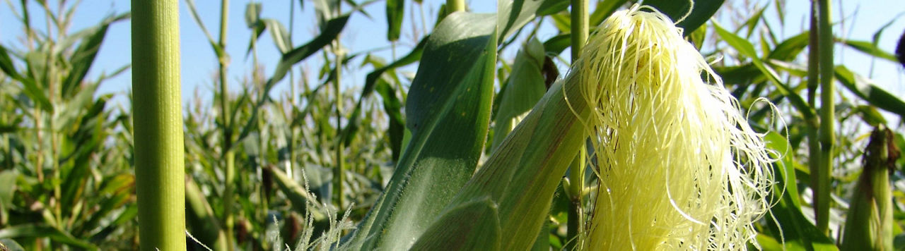 Floraison et fécondation du maïs, les bases !