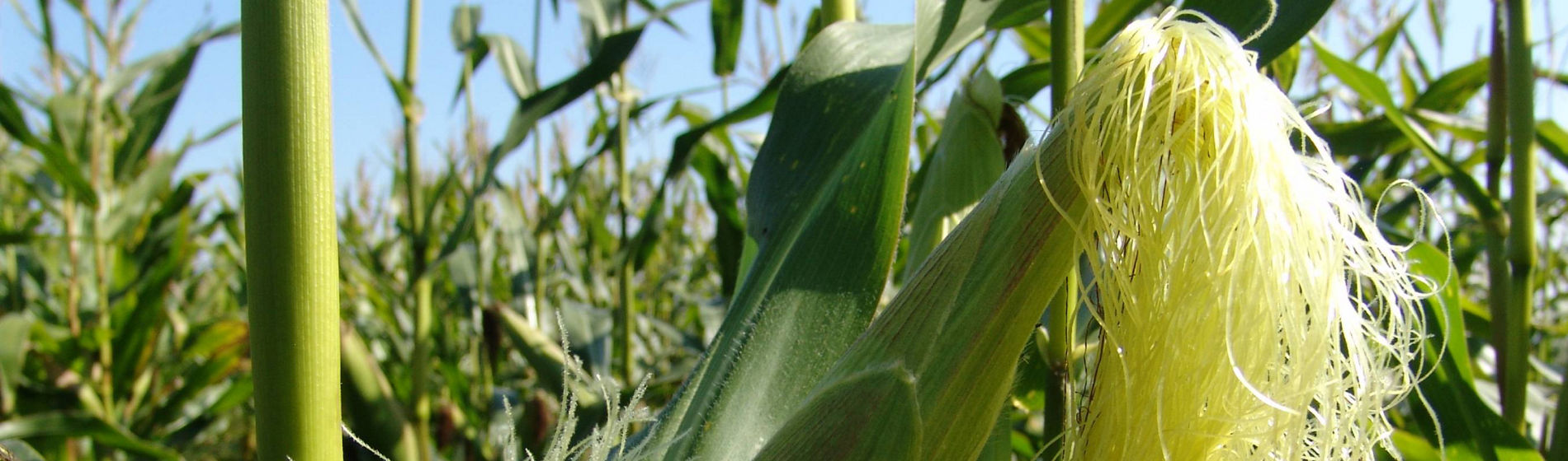 Floraison et fécondation du maïs, les bases !