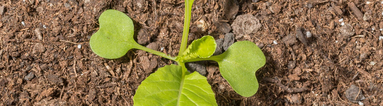 Fertilisation automnale du colza : la réglementation évolue !