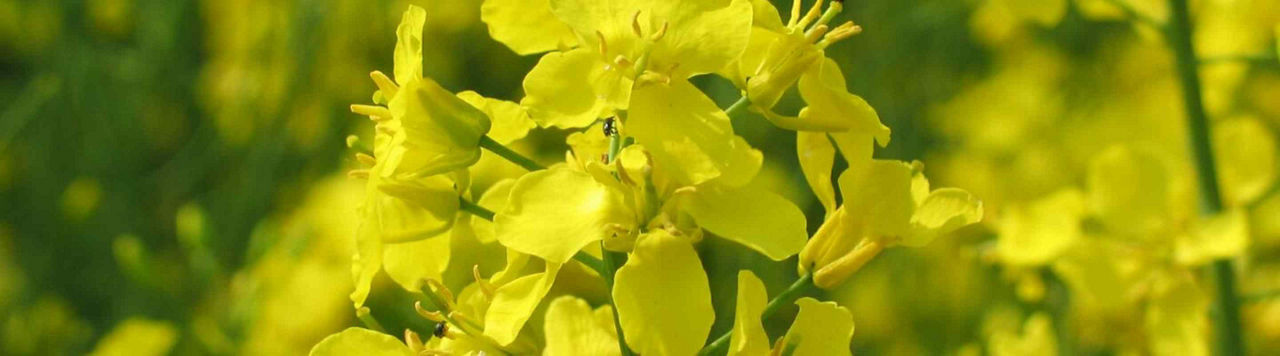 Fertilisation azotée du colza : raisonner l’automne pour partir du bon pied !