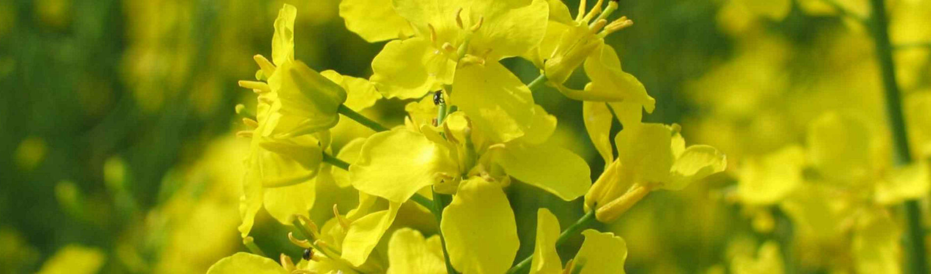 Fertilisation azotée du colza : raisonner l’automne pour partir du bon pied !