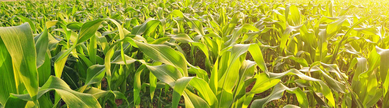 Fertilisation Azotée : Faites Confiance À Votre Instinct