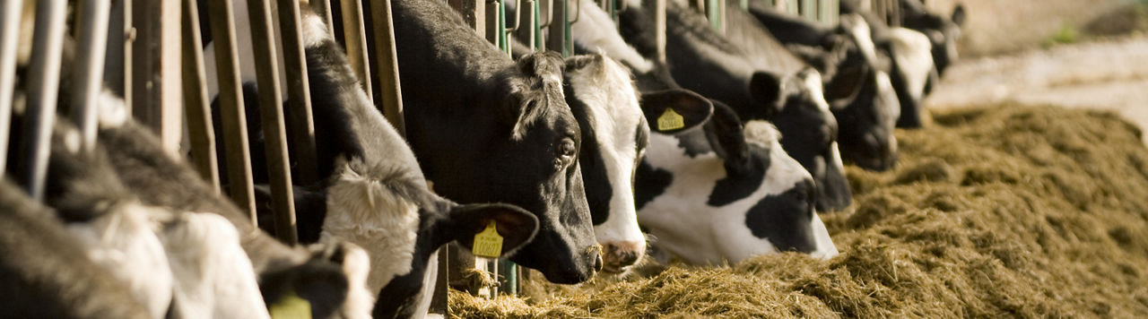 Une gestion de ses silos optimale en automne-hiver grâce aux maïs Pioneer