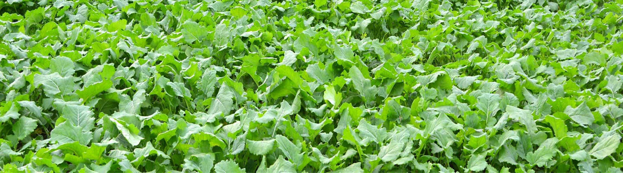 Gestion des graminées et Berlèse au programme dans les colzas