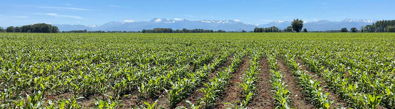 Pourquoi et comment diversifier les formes d’azote ?