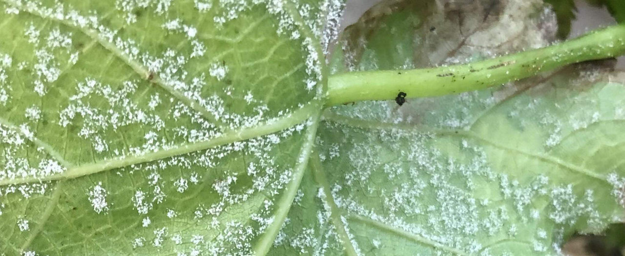 Comment sécuriser ma production viticole face au mildiou ?