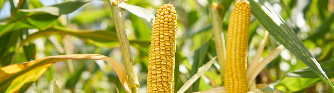 Que faire si je suis passionné de maïs ?