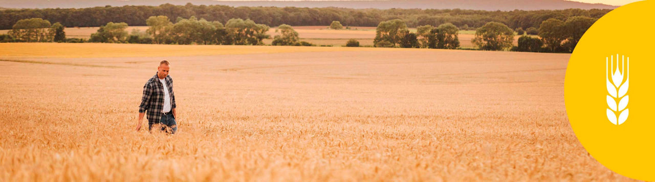 Homme dans champ de blé