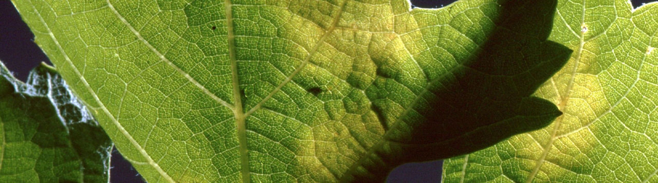 Face au mildiou, James Dardenne, viticulteur en Champagne, utilise une solution à base de Zorvec™ active