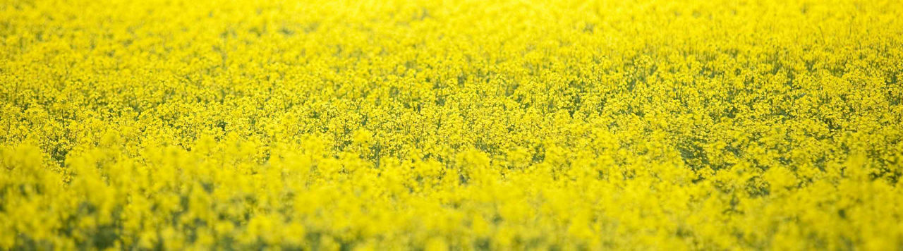 Avec les herbicides céréales de Corteva, sécurisez la levée des colzas