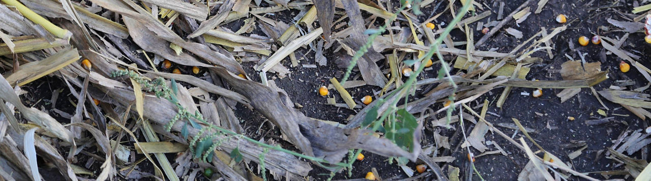 Avec l’humidité actuelle, faut-il récolter le maïs grain ?