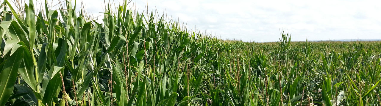 Les hybrides mixtes Pioneer, performance et polyvalence dans vos champs