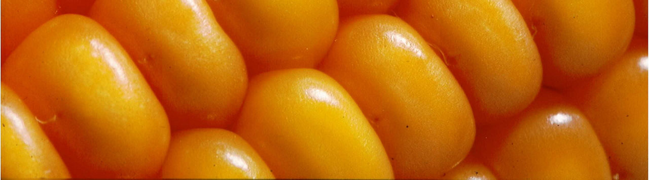 Inscrivez-vous au Programme Pulsations Maïs !