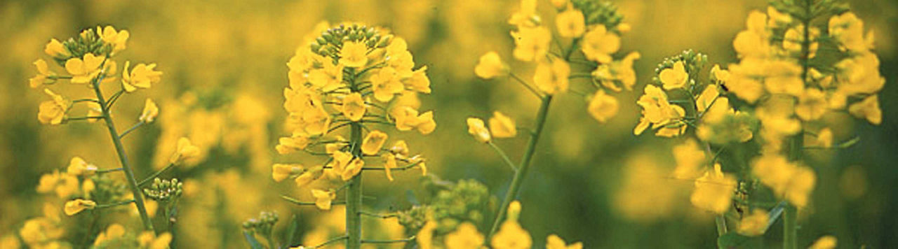 Kerb Flo, l’atout antigraminées de la rotation