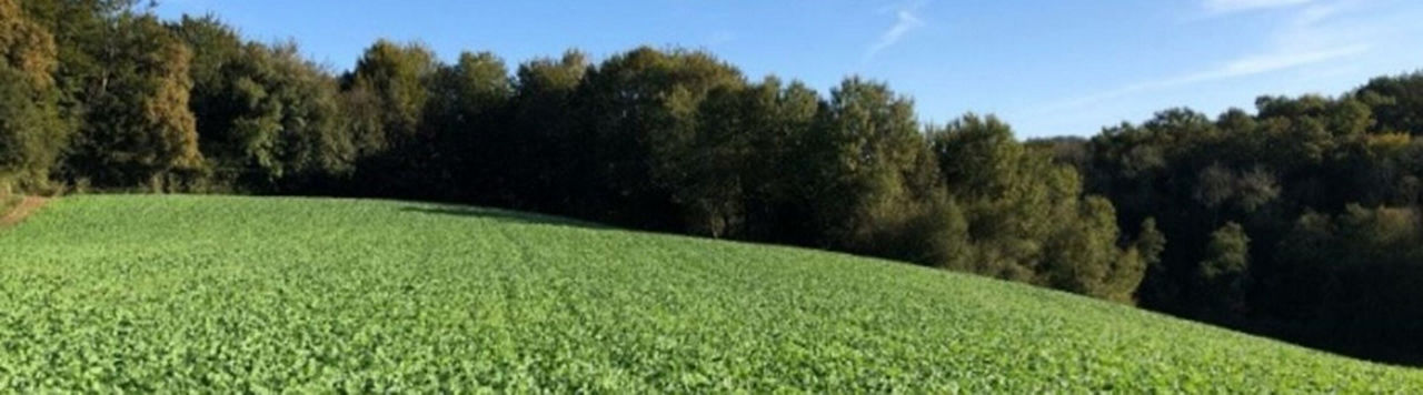 L'azote de l'atmosphère pour compléter les engrais de synthèse