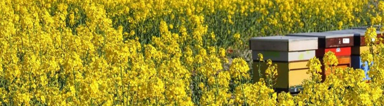 Le colza très utile pour les abeilles, en début de saison