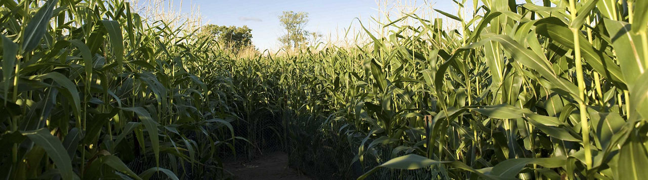 Le maïs, des atouts à valoriser