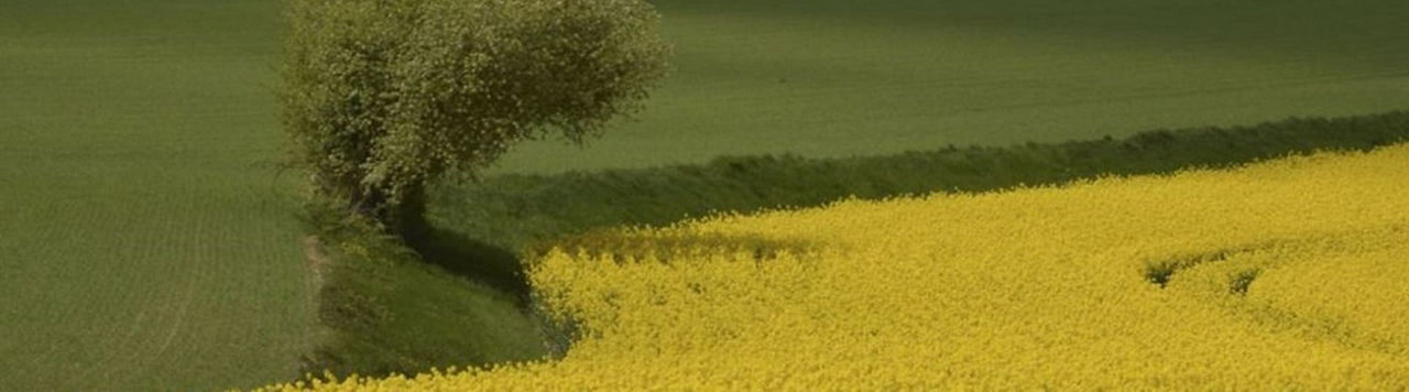 Le colza, une culture très performante en termes de stockage de carbone