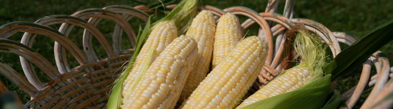 Les mots croisés des maïsiculteurs