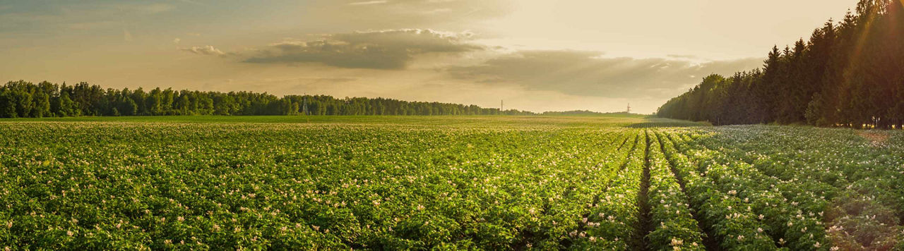 Quelles sont les nouveautés à Potato Europe ?