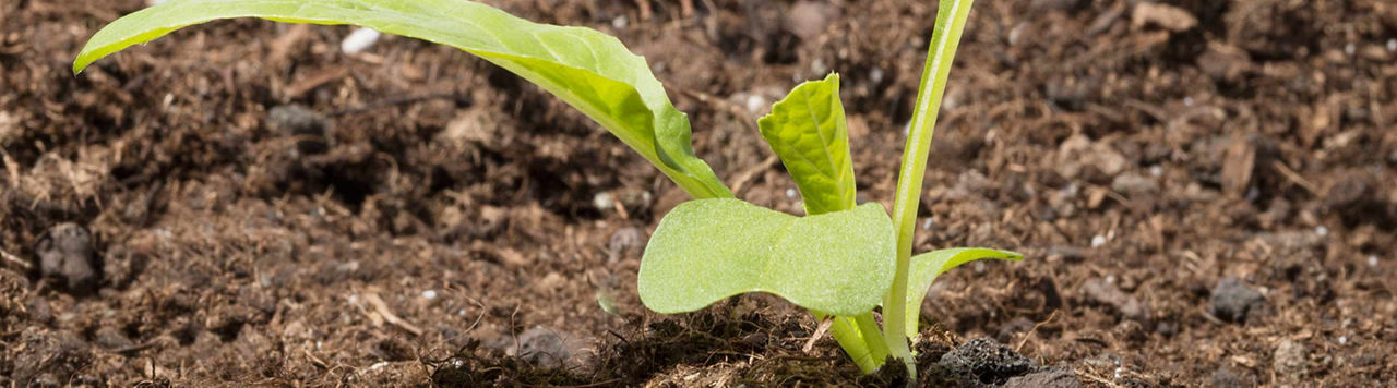 Les semis de colza se terminent en France
