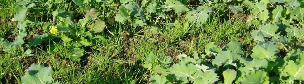 Les règles à suivre pour assurer l'efficacité du propyzamide