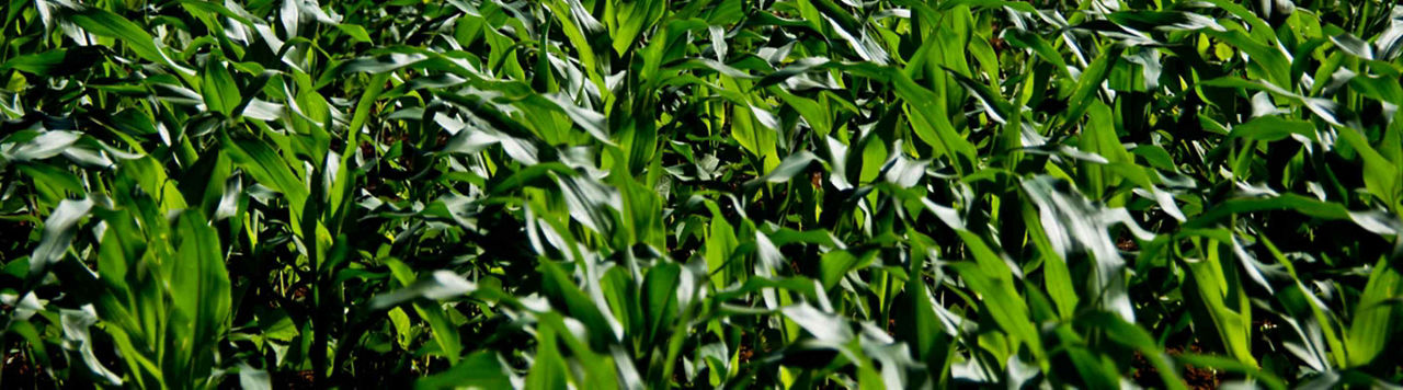Lumigen Premium Insecticide, les meilleures technologies pour sécuriser l’implantation du maïs