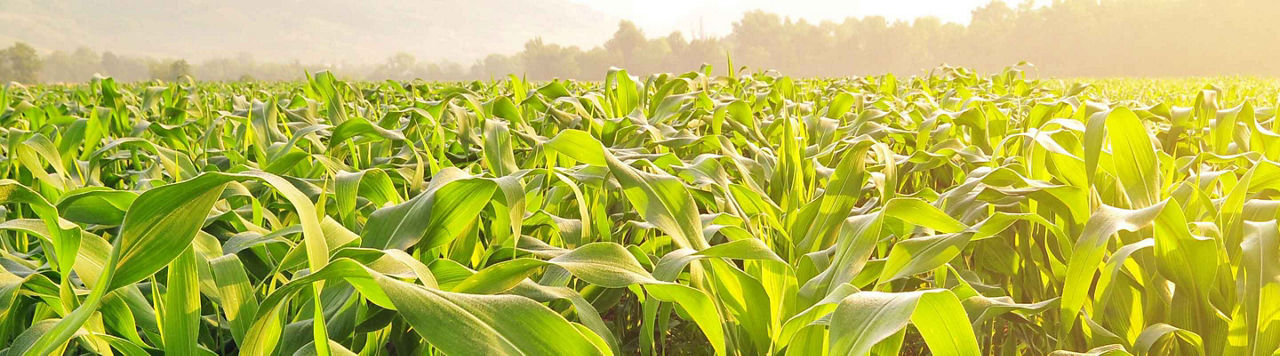 Insecticide, je ne veux plus choisir entre naturel et efficace !