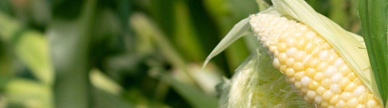 Comment limiter les risques mycotoxines dans mon champ ?