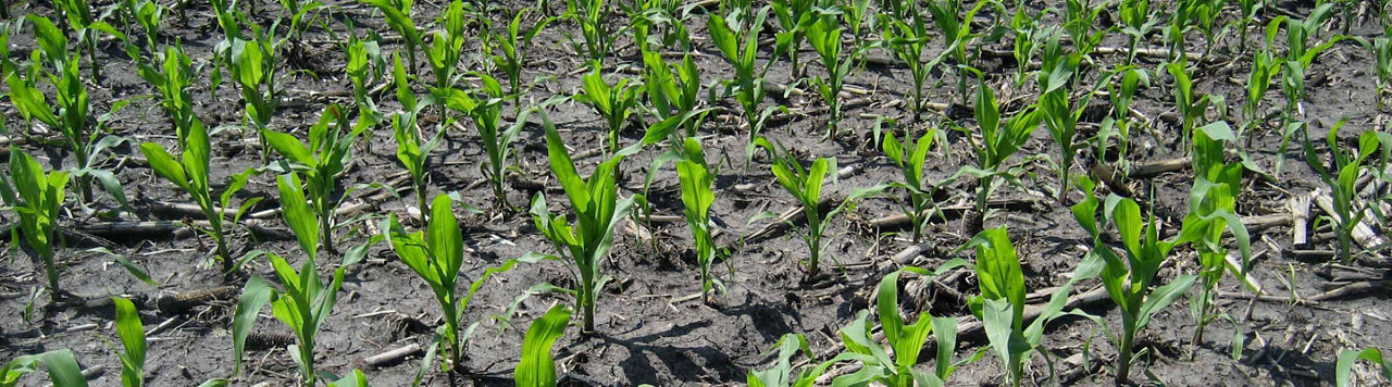 Des plantes appâts pour lutter contre les ravageurs : comment ça fonctionne ?