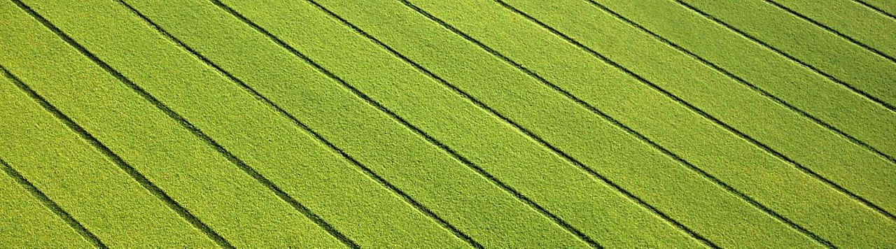 Plantes appâts, avec un semoir monograine tout simplement !