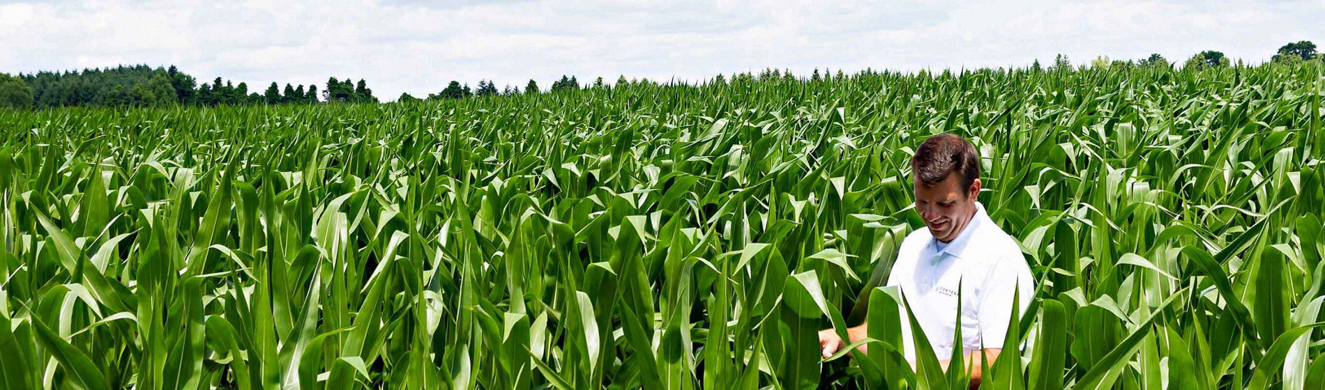 Tout savoir sur la pulvérisation par pendillards contre les foreurs !