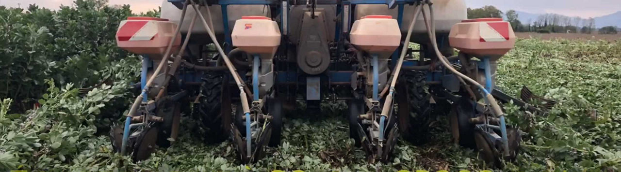 Semis direct sous couvert, quelle variété choisir ?