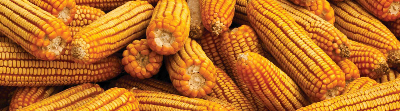 Connaissez-vous tous les atouts du maïs ?