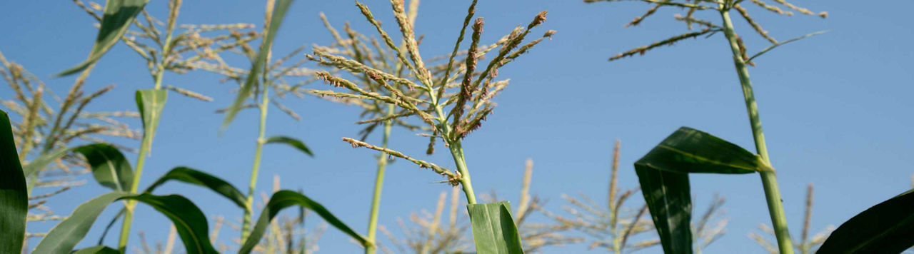 Quand faire mon dernier tour d’irrigation ?